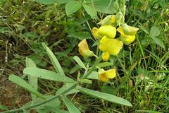 Crotalaria retusa
